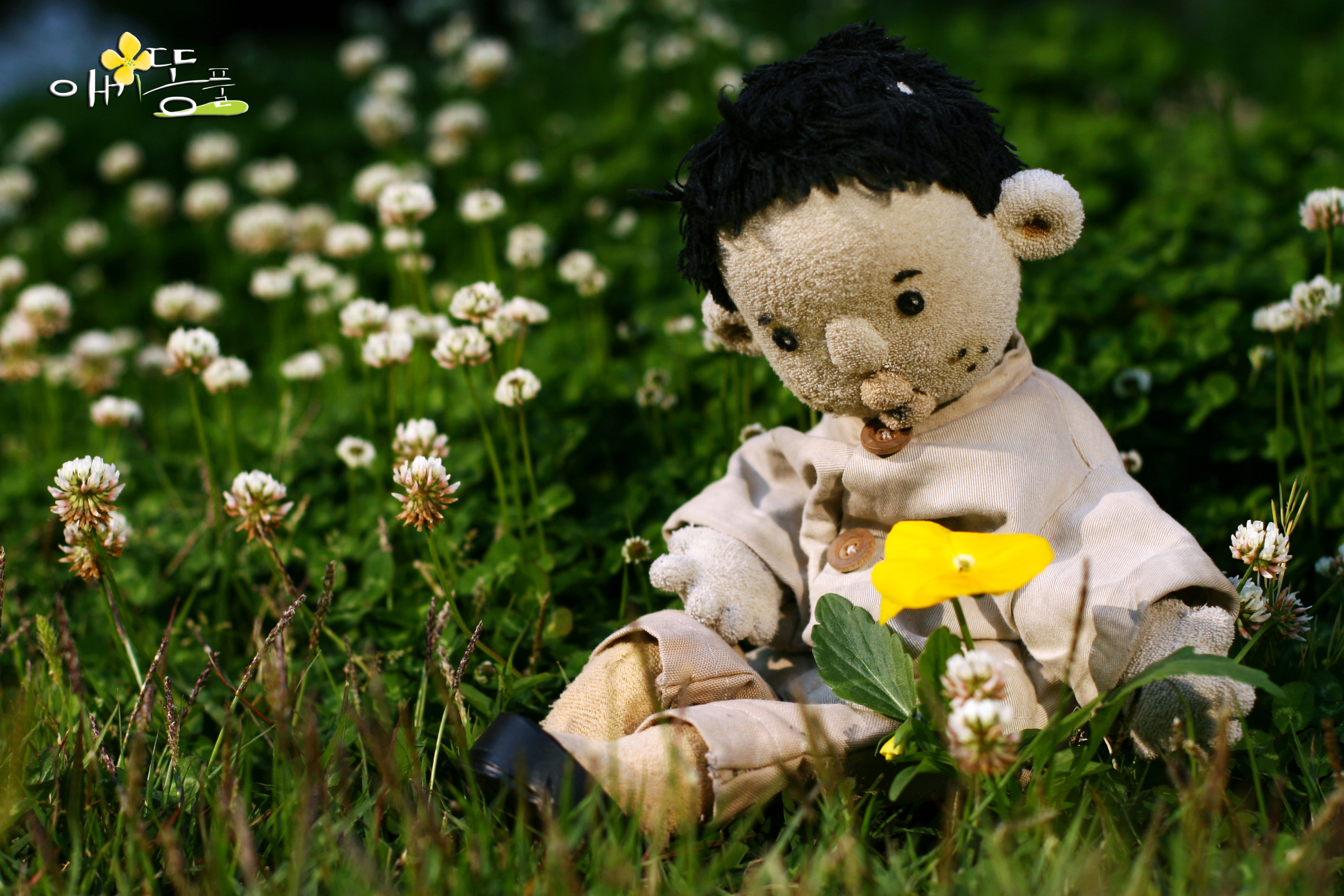 Celandine